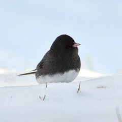 Junco hyemalis