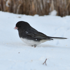 Junco hyemalis