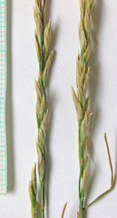 Poa arida