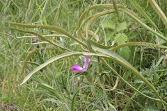 Puccinia sii-falcariae