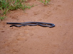 Amblyodipsas polylepis