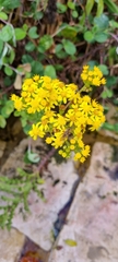 Senecio variifolius