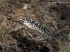 Malacoctenus macropus