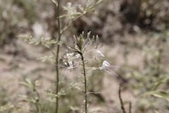Tarenaya longicarpa
