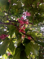 Aesculus × carnea