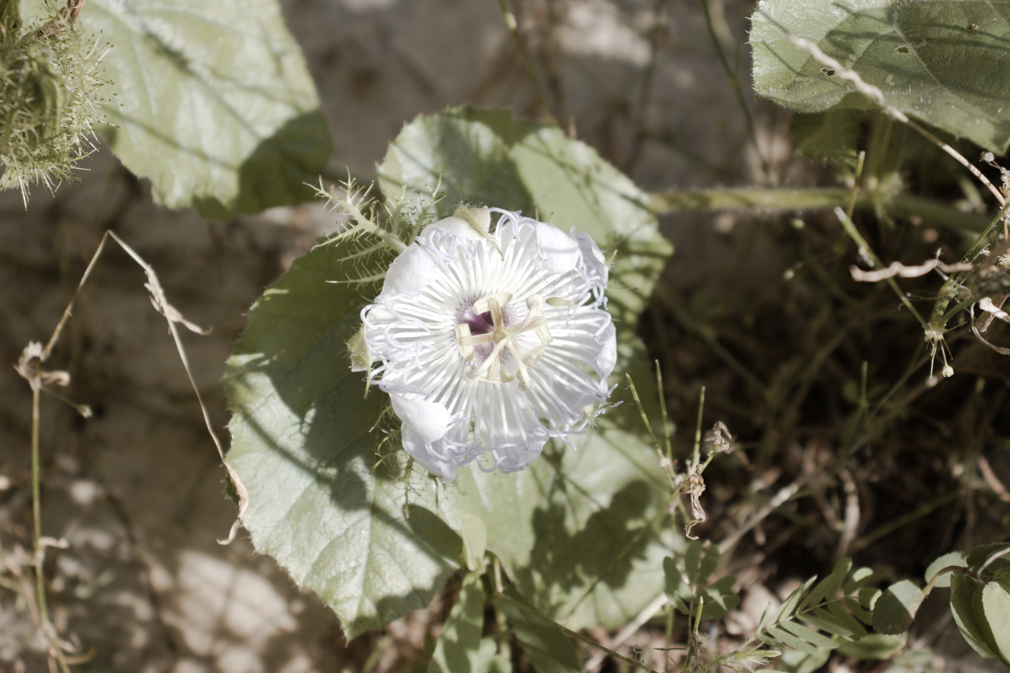 Passiflora foetida