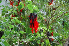 Salvia dombeyi