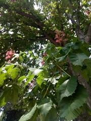 Aesculus × carnea