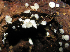 Lachnum brevipilosum