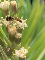 Allograpta obliqua