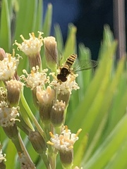 Allograpta obliqua
