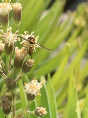 Allograpta obliqua
