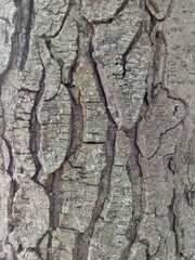 Aesculus × carnea
