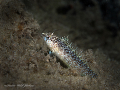 Malacoctenus macropus