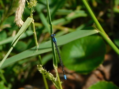Oxyagrion ablutum
