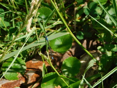 Oxyagrion ablutum