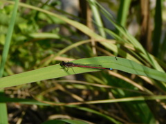 Oxyagrion rubidum