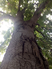 Aesculus × carnea