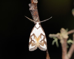 Cosmaresta anarrecta