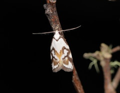 Cosmaresta anarrecta