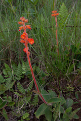 Sinningia allagophylla