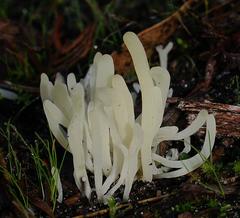 Clavaria alboglobospora