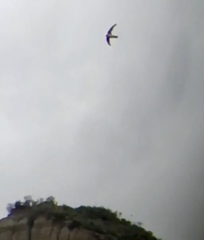 Aeronautes andecolus