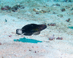 Amblygobius phalaena