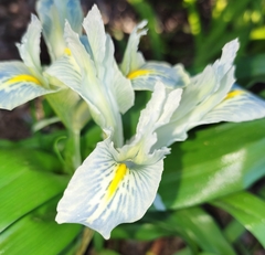 Iris palaestina