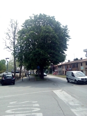 Aesculus hippocastanum