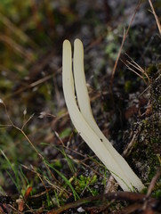 Clavaria alboglobospora