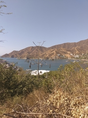 Pseudobombax septenatum