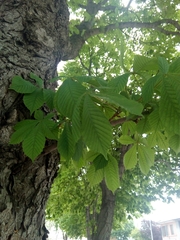 Aesculus hippocastanum