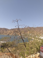 Pseudobombax septenatum