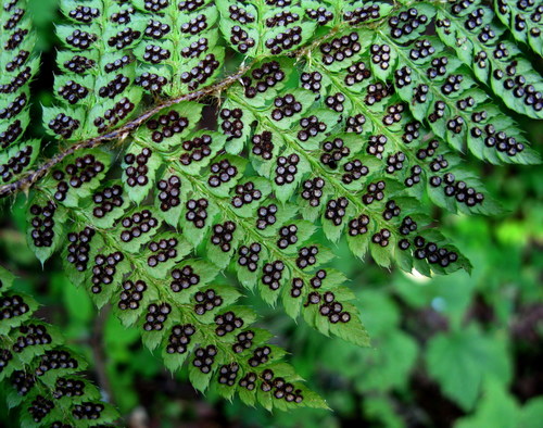 Polystichum braunii iNat (1)