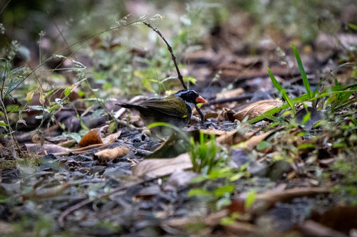 Orange-billed Sparrow (Arremon aurantiirostris), photo 6