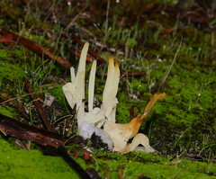 Clavaria alboglobospora