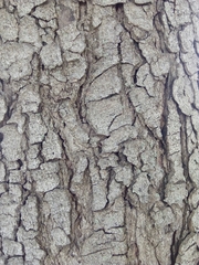 Aesculus hippocastanum