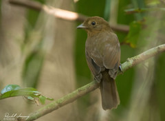 Schiffornis stenorhyncha