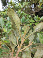 Ocotea monteverdensis