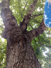 Aesculus hippocastanum