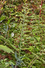 Habenaria floribunda image