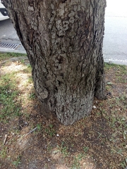 Aesculus hippocastanum