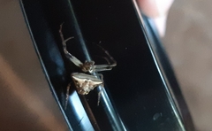 Verrucosa undecimvariolata