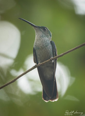 Chalybura buffonii