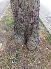 Aesculus hippocastanum