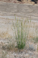 Psathyrostachys juncea