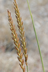 Psathyrostachys juncea