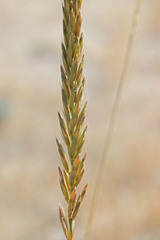 Psathyrostachys juncea