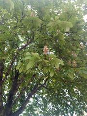Aesculus hippocastanum